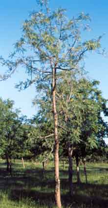 Salai